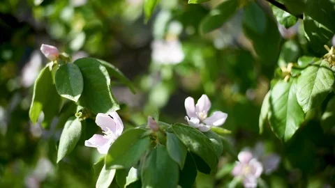 Pears and Apple trees in the spring outdoors Stock Footage 91566235