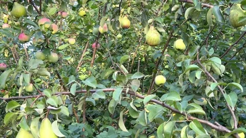Pears and apples Stock Footage 205742167