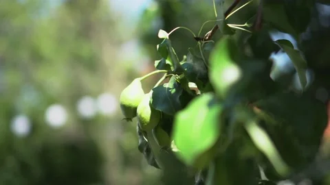 Pears and leaves on a branch Stock Footage 232763763