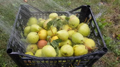 Pears are washed from a hose Stock Footage 92575189