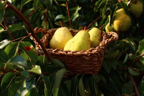Pears in a basket in a pear tree Stock Photos