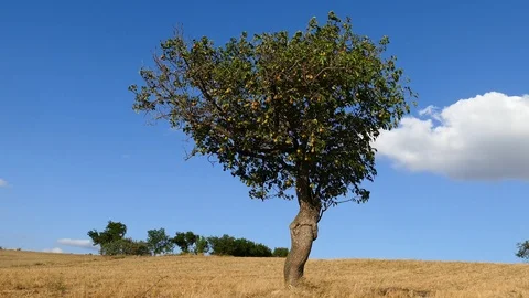 Pears that begin to ripen,pears swinging on the tree,pear tree full of fruit 库存影片 115056563
