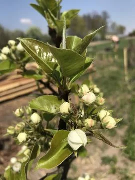Pears bloom in spring Stock Photos