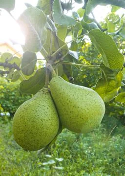 Pears on a branch close-up. Fruit pear trees in the garden Stock Photos