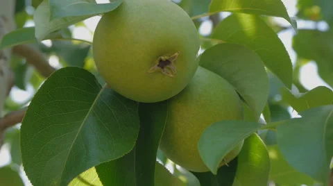 Pears on a branch Stock Footage 58602277
