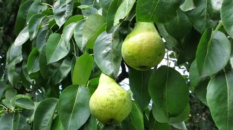 Pears on the Branch 動画素材 67207951