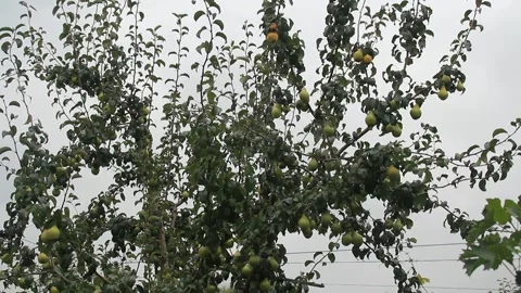 Pears on a branch Stockbeeldmateriaal 164869579