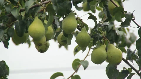 Pears on a branch Video stock 164869605