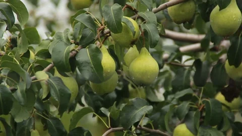 Pears on a branch Video stock 164869608