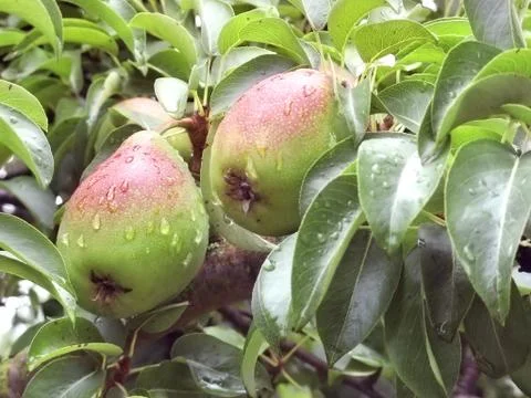 Pears on branch pears on tree branch with water dropswith water drops Stock Photos