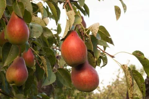 Pears on a branch Stock Photos