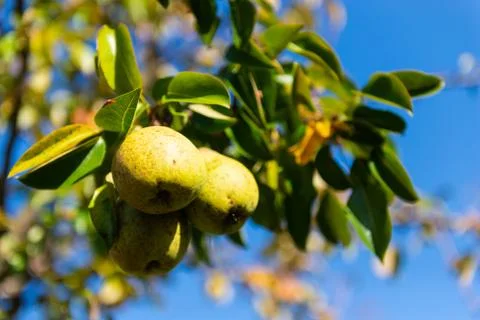 Pears on a branch Stock Photos