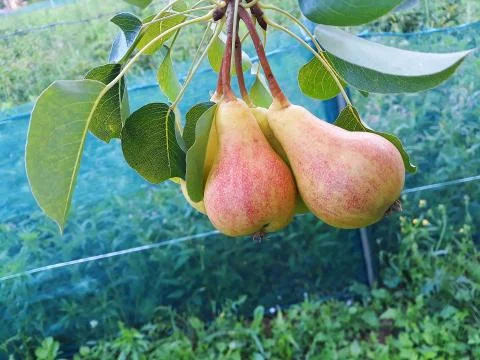 Pears on the branch Foto stock