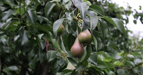 Pears on a branch of a tree with green leaves. Stock Footage 265177984