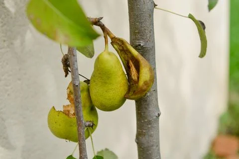 Pears on a branch, two of which have been eaten Stock Photos