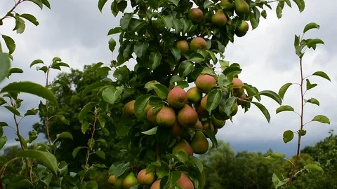 Pears on a branch of a young pear Stock Footage 116885940