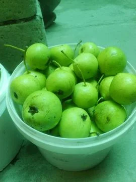 Pears in a bucket Фото