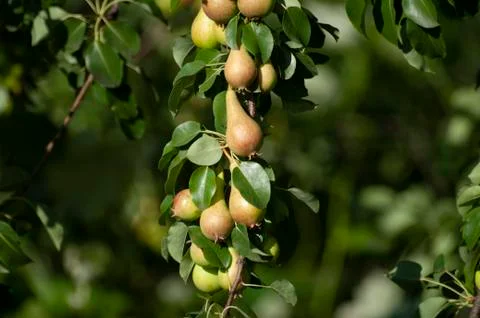 Pears bunch on branch of tree, first autumn harvest, fruits, eco gardening. H Stock Photos