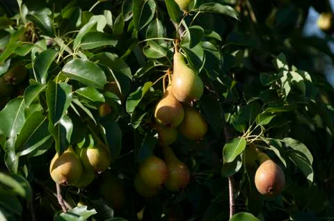 Pears bunch on branch of tree, first autumn harvest, fresh fruits, eco garden Stock Photos