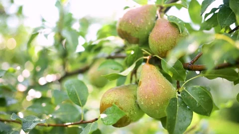 Pears close-up on pears tree branch on bright sunny rainy day. Stock Footage 292039588