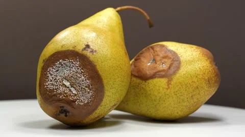 Pears covered with mold. Overripe and rotten two pears. Rotten fruit, close-up Vídeos de archivo 309646403