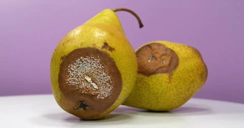 Pears covered with mold rotates on violet background. Overripe and rotten pears Stock-Footage 312071703
