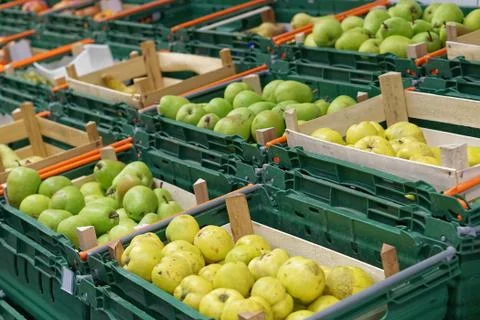 Pears in crates Foto stock