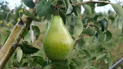 Pears Stock Footage 92092647