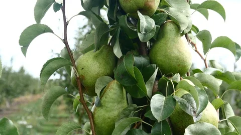 Pears Vídeo Stock 93800211