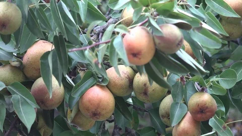 Pears Stock Footage 95117359