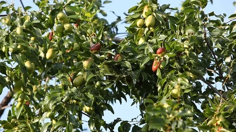 Pears Stock Footage 113050943