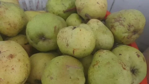 Pears 스톡 동영상 282239913