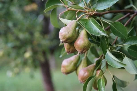 Pears (The Fruit) Hanging Off A Pear Tree  Stock Photos
