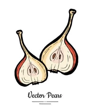 Pears fruit vector isolate. Red pear whole chopped half cut slice hand drawn  Stock Illustration