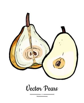 Pears fruit vector isolate. Yellow pear whole chopped half cut slice hand dra Stock Illustration