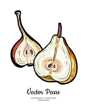 Pears fruit vector isolate. Yellow pear whole chopped half cut slice hand dra Stock Illustration