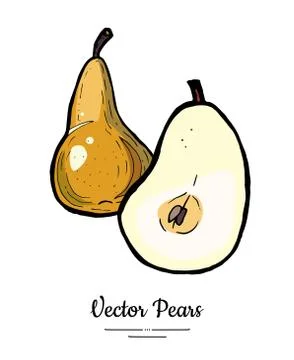 Pears fruits vector isolate. Brown pear whole chopped half cut slice hand dra Stock Illustration
