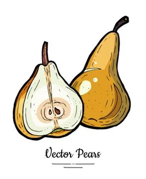 Pears fruits vector isolate. Brown pear whole chopped half cut slice hand dra Stock Illustration