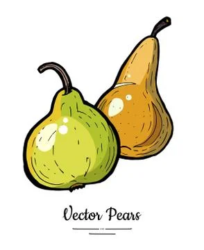 Pears fruits vector isolate Green brown whole pear Fruit hand drawn illustrat Stock Illustration