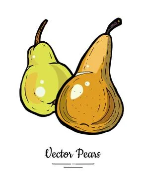 Pears fruits vector isolate Green brown whole pear Fruit hand drawn illustrat Stock Illustration