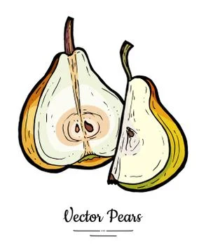 Pears fruits vector isolate. Green pear half cut chopped quarter slice hand d Stock Illustration