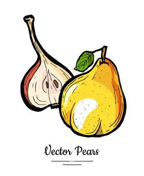 Pears fruits vector isolate. Pear whole chopped half cut slice leaf hand draw Stock Illustration