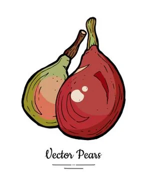 Pears fruits vector isolate. Red green whole pears. Fruits drawn illustration Stock Illustration