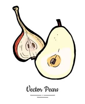 Pears fruits vector isolate. Red pear whole chopped half cut slices hand draw Stock Illustration