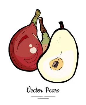 Pears fruits vector isolate. Red pear whole chopped half cut slice hand drawn Stock Illustration