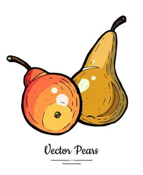 Pears fruits vector isolate Red brown whole pear Fruit hand drawn illustratio Stock Illustration