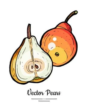 Pears fruits vector isolate. Red pear whole chopped half cut slice hand drawn Stock Illustration