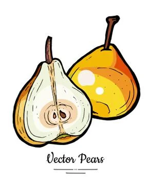 Pears fruits vector isolate. Red pear whole chopped half cut slice hand drawn Stock Illustration