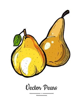 Pears fruits vector isolate Yellow brown whole pear Fruit hand drawn illustra Stock Illustration