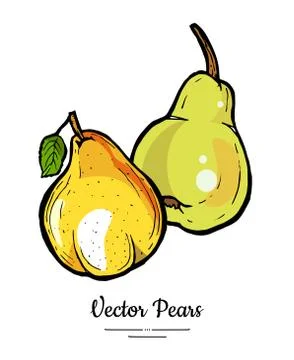 Pears fruits vector isolate Yellow green whole pear Fruit hand drawn illustra Stock Illustration